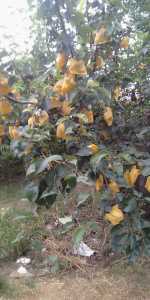 IMG_20200702_171740R.jpg