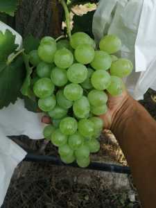 IMG_20200726_165025.jpg