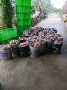 mmexport1598280527403.jpg