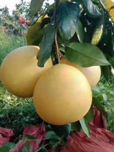 0EA12E1B-F90A-4DD2-87CB-CCC646D2F5C1.jpeg