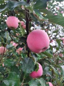 IMG_20200921_180158.jpg