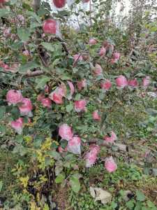 IMG_20201015_140001.jpg