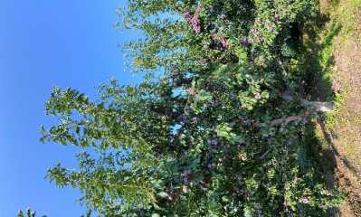 398E680A-A450-4CFA-B081-A8643212526B.jpeg